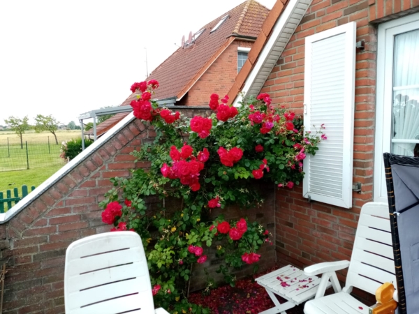 Ferienhaus Deichkönig Neßmersiel mit Kletterrose